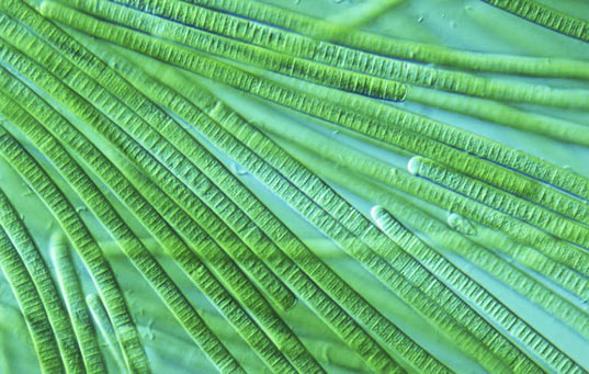 Cyanobacteria-ed01.jpg