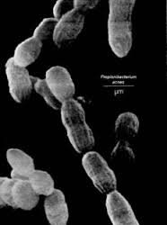 Propionibacterium acnes.jpg