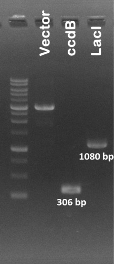 Pcr amp lacl ccdb.png
