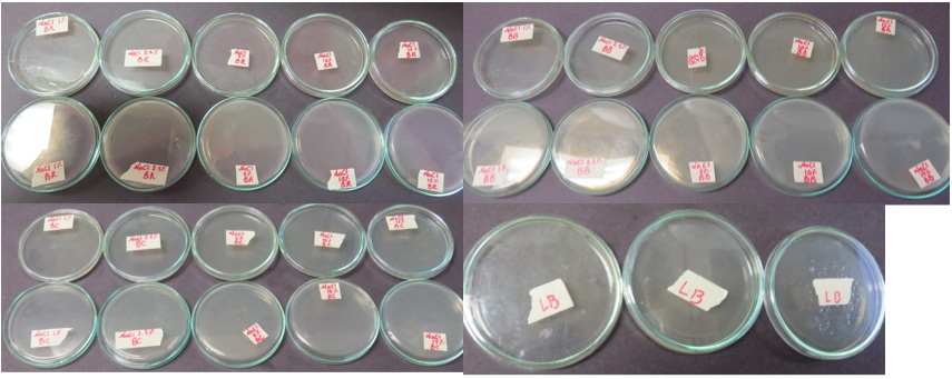 Experiment 1 all petri dishes.jpg