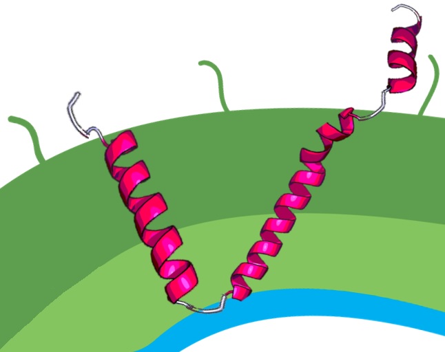 NhaS protein drawing1.jpg