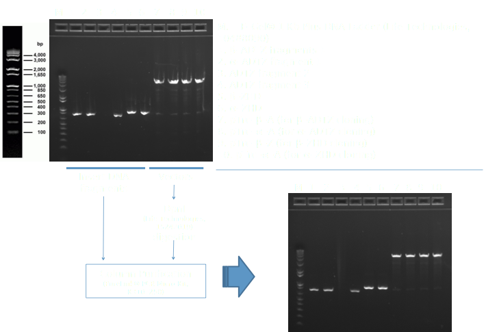 PCR Amplification Results.png