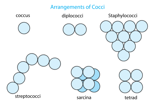 497px-Arrangement of cocci bacteria.svg.png