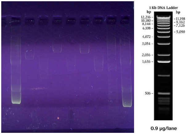 June 17 Gel Results of Digestion with Restriction Enzymes on J4500 Plasmids To Isolate Chitinase Protein in our DH5a E.coli cells from the Vector.png