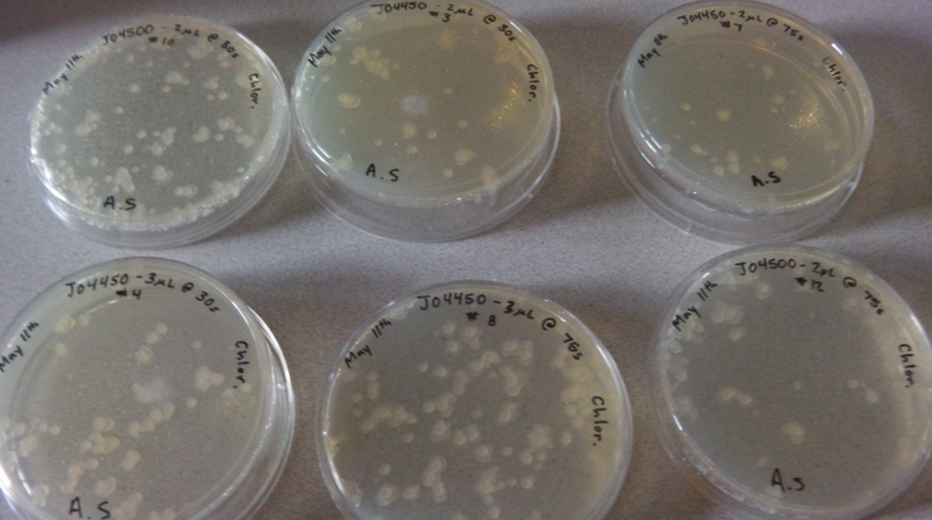 Failed Bacterial Transformation Plates Using NEB Top 10 E.coli May 11, 2014.png