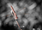 陳沛鴻 Home1 templatemo 378 dragonfly images slider 03 thumb.jpg