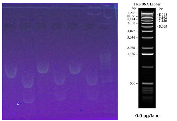 June 14 Gel Results of Digestion with Restriction Enzymes on J4450 Plasmids To Isolate Chitinase Protein in our DH5a E.coli cells with 1 Kb Invitrogen Ladder.png