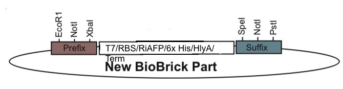 New BioBrick Part1.jpg