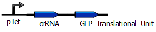 PTet crRNA GPF Translational Unit.PNG