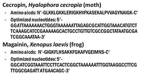 Amino acid sequences and optimized nucleotide sequences of cecropin and magainin.jpg
