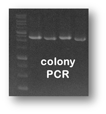 Colony pcr.png