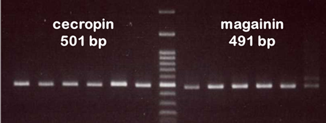 Colony pcr for checking the plasmids carrying the dna sequences of cecropin and magainin.png