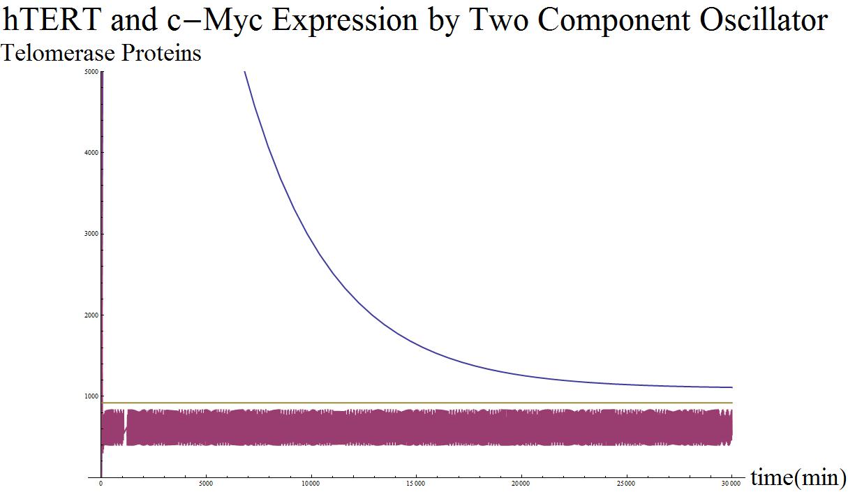 Htert c-myc two component.jpg