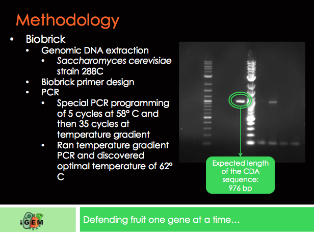 Biobrick Slide 1.png