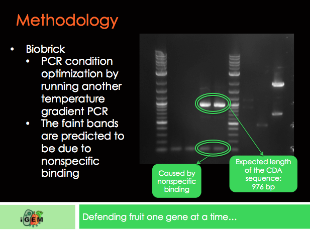 Biobrick Slide 2.png