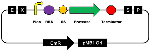 Psb1c3-plac-ss-protease.png