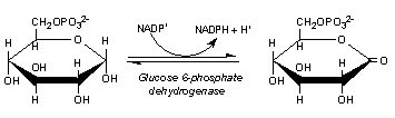 Glucose6PhosphateDehydrogenase.jpg