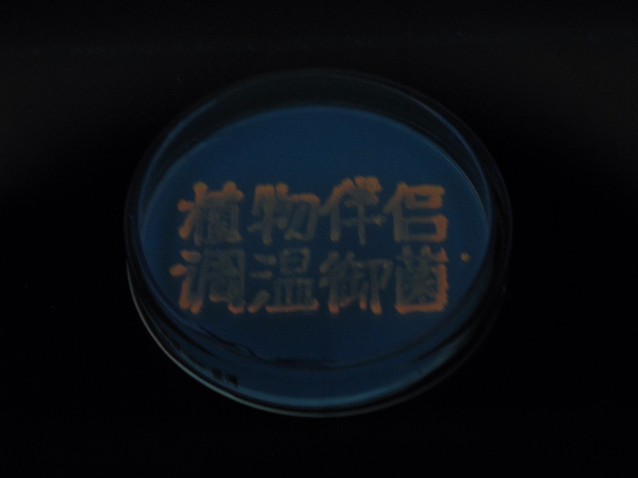 E.coli the Fluorescent
