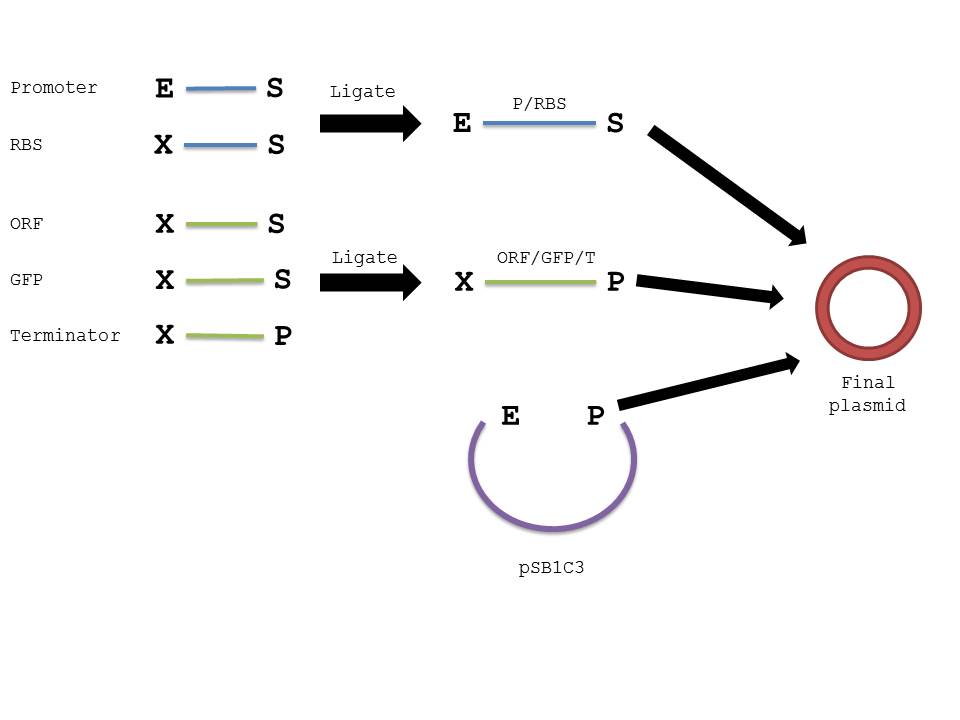 Ligation Diagram