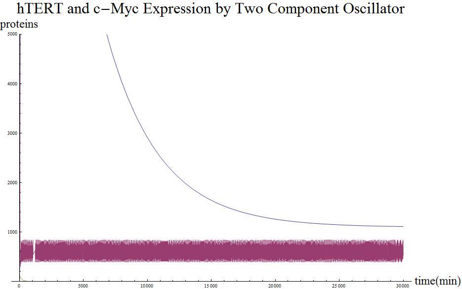 C-Myc and hTERT expression.jpg