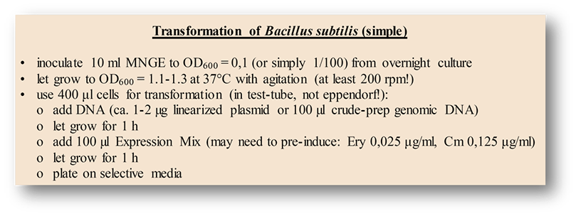 Bacillus protocol.png