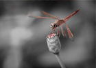 陳沛鴻 Home1 templatemo 378 dragonfly images slider 04 thumb.jpg