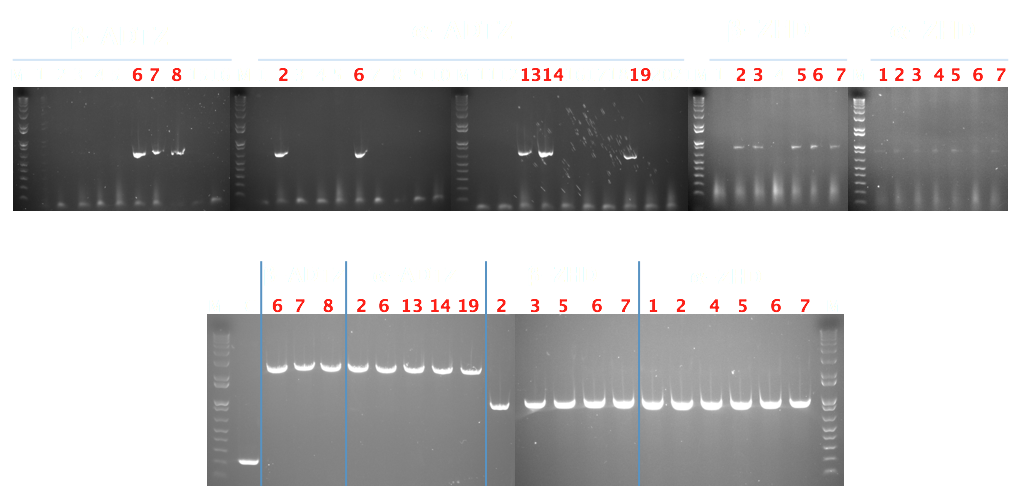 Colony PCR Results.png